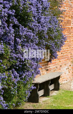 A wooden bench against a red brick wall with deep purple californian lilac bush. Stock Photo