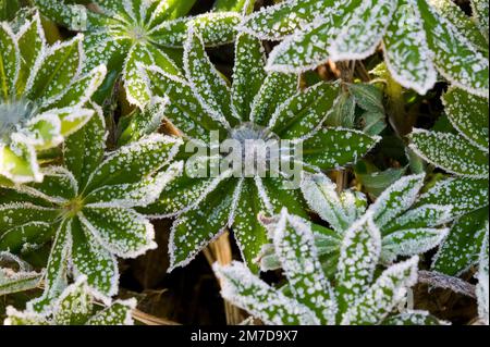 The leaves and young shoots of a Lupin flower plant covered in frost on a winters morning with a ball of ice which was a drop water, frozen overnight at the centre of one of the plants. Stock Photo