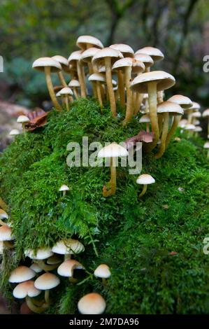 A patch of toadstools or finghi growing on an old moss covered tree (dead) in a forest in the UK. Stock Photo
