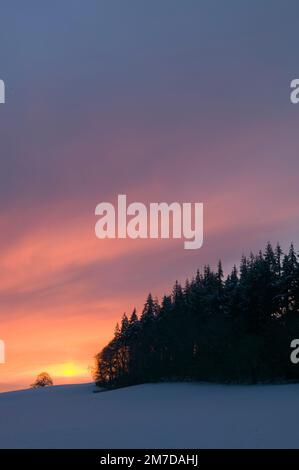 Snow covered landscape in the UK with a dramatic sunset as the suns falls below the horizon the sky burns a deep orange adn is offset by the deep blue of the trees in the foreground and the snow covered fields. Stock Photo
