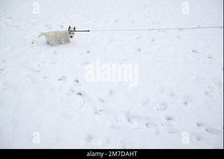 A small white west highland white terrier out for a walk and on a lead is almost hidden in the snow that lies on the ground as his white coat camouflages him against the background. Stock Photo