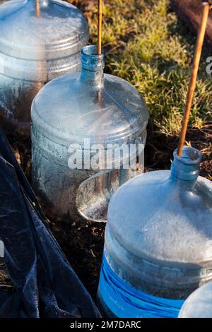 Old water bottles from a water fountain are being used on an allotment or garden to cover young seedings in the form of a make shift or home made cloche, offering protection to the young plants. Stock Photo