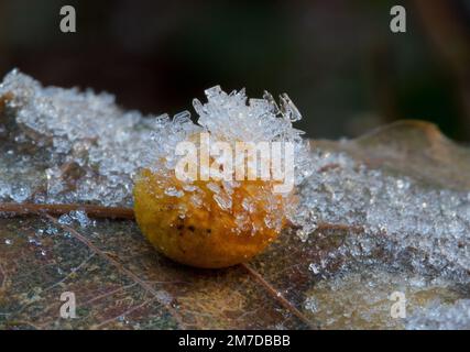 Leaf gall on fallen leaf covered with ice crystals Stock Photo