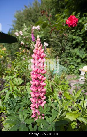 A tall spike of bright pink lupin in full bloom on a bright sunny day in a garden in the UK. Stock Photo