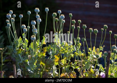 The seed heads of large poppy plants standing tall against a shed on an allotment in the UK. The plants often cultivated in the far east for the drug opium look like strange alien beings. Stock Photo