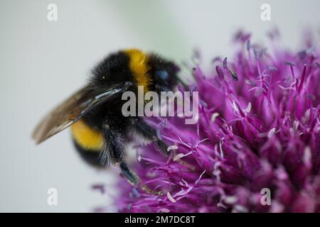 Allium flowers in full bloom showing the detail of the seed head in the usual deep pink purple colouring with a bumble bee searching for nectar on the flower head. Stock Photo