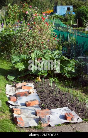 A garden or allotment where the owner has laid out old cardboard weighed down on the ground with red building bricks to stop weeds growing in that area. Stock Photo