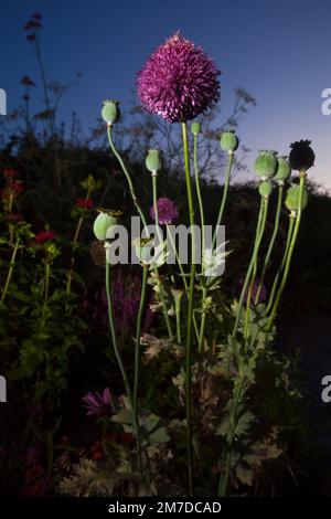 Allium flower in full bloom showing the detail of the seed head in the usual deep pink purple colouring set against a dark twilight sky surrounded by poppy plants. Stock Photo