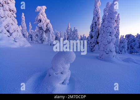Frozen snowy trees In the winter scenery of Finnish Lapland Stock Photo