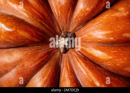 Orange pumpkin. Vegetable peel texture. Ripe squash close up photo. Autumn season abstract background. Bright pumpkin showing stem. Stock Photo