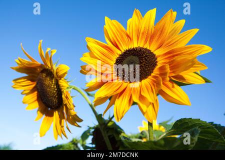 A tall and large sunflower set against a deep blue sky and glowing in the sunshine, bees gather pollen from the flowers in the sun. Stock Photo
