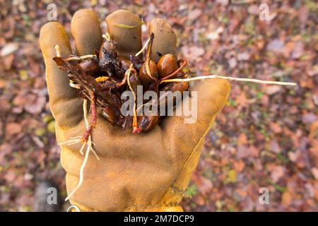 A handful / crop of last summer's ripe acorns as they germinate in fallen leaves under a French oak tree. Long single root from acorn is visible. France. (133) Stock Photo