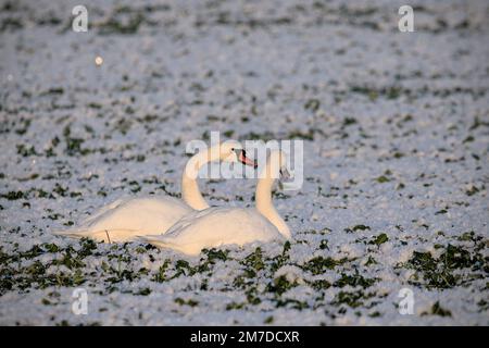 beautiful white swans in a white field of snow Stock Photo