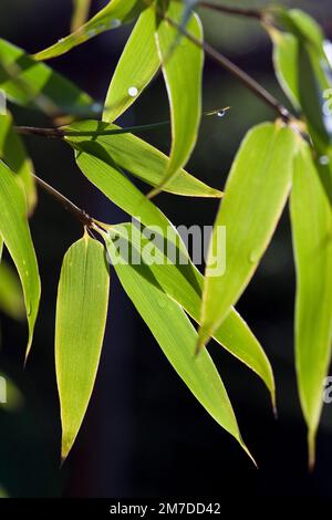 Deatil of the leaves of the black bamboo, Phyllostachys Nigra, lit from behind in the early morning sunlight. Stock Photo