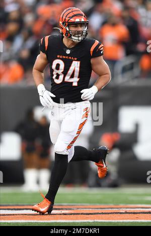 Cincinnati Bengals tight end Devin Asiasi (86) runs for the play during an  NFL football game against the Carolina Panthers, Sunday, Nov. 6, 2022, in  Cincinnati. (AP Photo/Emilee Chinn Stock Photo - Alamy