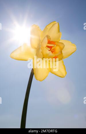 A fancy daffodil flower set against the spring sunshine in ablue sky glows with deep yellow and orange coloured petals. Stock Photo