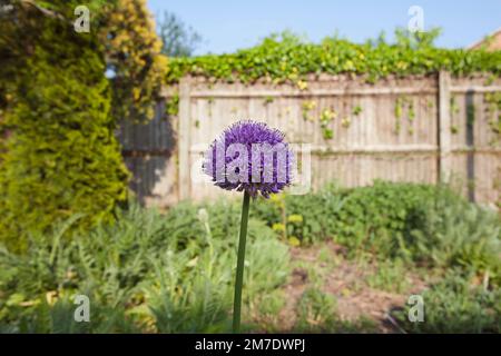 A tall purple alium flower on the end of a long stalk, the only one in the agrden stands alone. Stock Photo