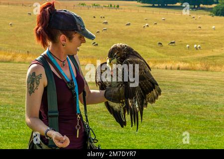 Falconry demonstration at the National Centre for Birds of Prey on the Duncombe Estate at Helmsley in North Yorkshire England UK. Stock Photo