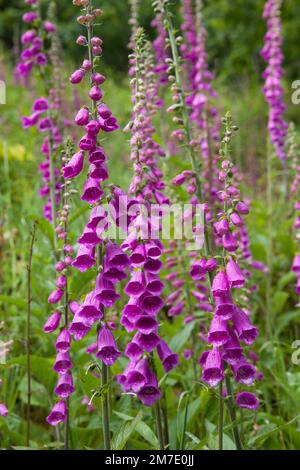 Wild fox gloves, Digitalis purpurea  the Common Foxglove ina  field in the uk countryside. Stock Photo