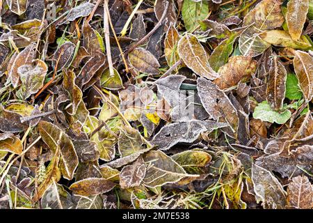 Autumn (Fall) leaves on the ground with frost on. Stock Photo
