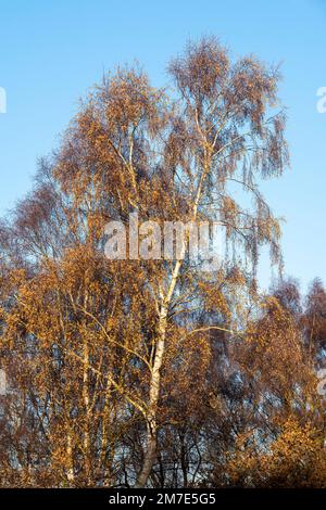 Cold but sunny winter morning at RSPB Budby South Forest, Sherwood Forest Nottinghamshire England UK Stock Photo