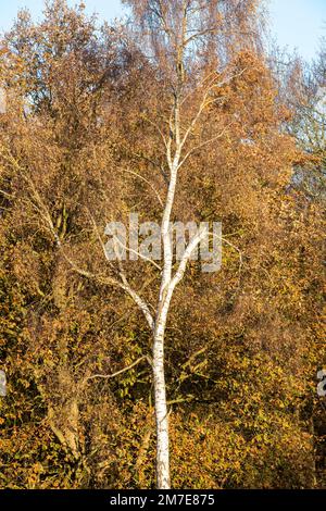 Cold but sunny winter morning at RSPB Budby South Forest, Sherwood Forest Nottinghamshire England UK Stock Photo