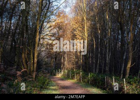 Cold winter morning at RSPB Budby South Forest, Sherwood Forest Nottinghamshire England UK Stock Photo