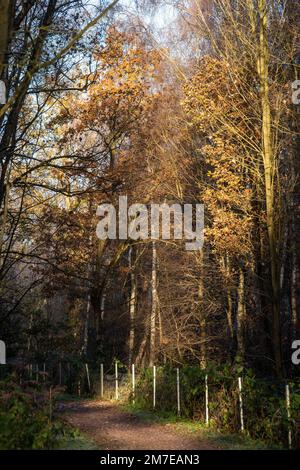 Cold winter morning at RSPB Budby South Forest, Sherwood Forest Nottinghamshire England UK Stock Photo