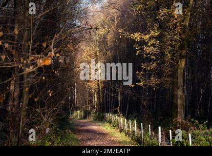 Cold winter morning at RSPB Budby South Forest, Sherwood Forest Nottinghamshire England UK Stock Photo