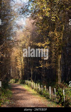 Cold winter morning at RSPB Budby South Forest, Sherwood Forest Nottinghamshire England UK Stock Photo