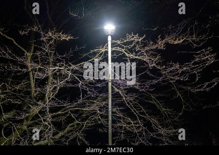 Trees and lit by a street light at night highlighting the leafless dead branches in the middle of winter. Stock Photo