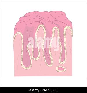 Diagram of the internal surface of human stomach. Structure of digestive epithelium. Stock Vector