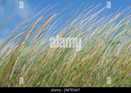 Sea grasses blowing in a strong wind on a sand dune with blue sky on the welsh coastline. Stock Photo