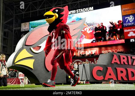 Arizona Cardinals mascot Big Red while playing the Seattle Seahawks during  an NFL Professional Football Game Sunday, Jan. 9, 2022, in Phoenix. (AP  Photo/John McCoy Stock Photo - Alamy