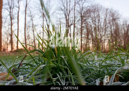 Winter wheat bush with under snow on the field. The morning sun shines bright rays on the leaves frozen by severe frost Stock Photo