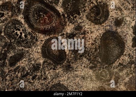 A sample of orbicular granite, as part of the "feeling good" touchable rocks and minerals at the Museum of Natural History, Oxford. Stock Photo
