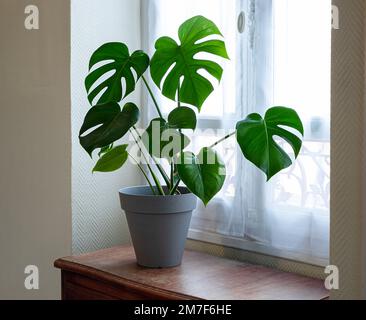 Swiss cheese plant or Monstera deliciosa on an old wooden furniture near the window, urban jungle concept Stock Photo