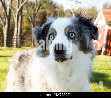 Blue eyed Australian Shepherd on a farm. Blue Merle Aussie. Fun, happy puppy with farm in the background. Stock Photo