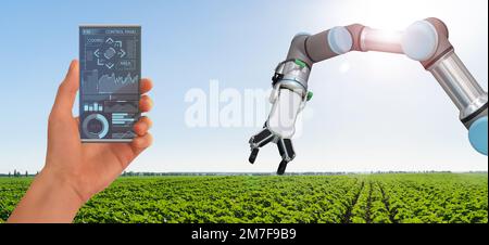 A farmer controls agricultural robot through a smartphone mobile application. Smart farming and digital agriculture 4.0 Stock Photo
