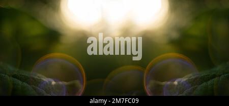 Defocused abstract background of nature Stock Photo