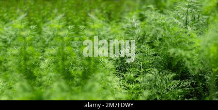 Panoramic wide green grass background Stock Photo