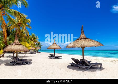 Palm trees on Paradise beach in tropical resort in Mauritius island. Stock Photo