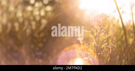 Defocused abstract background of flower Stock Photo