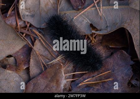A woollybear caterpillar all black crawling on fallen leaves on the forest floor in late autumn that will turn into a giant leopard moth Stock Photo