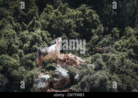 A wild goat in the mountains of Turkey. Wildlife on the Lycian Trail. Stock Photo
