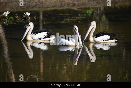 Three beautiful wild Australian Pelicans reflected in the dark water of a Queensland lake. Stock Photo