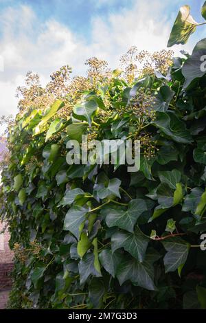 Common ivy (Hedera helix) in a backyard Stock Photo