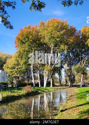 Grey poplar (Populus canescens) with beautiful autumn foliage along the edge of the water Stock Photo