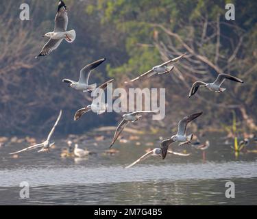 A flock of Seagulls flying over a lake Stock Photo