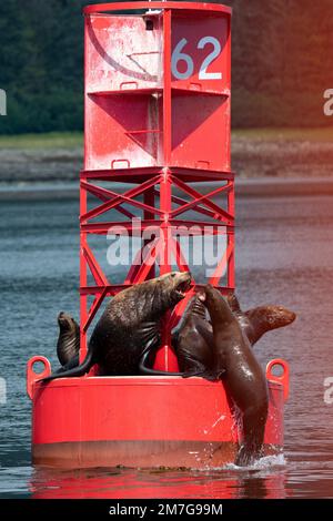 USA, Alaska, Petersburg. Steller sea lions (Eumetopias jubatus) on red buoy marker 62. Stock Photo